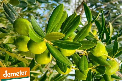 Olive Oil and Biodynamic Farming: The Mediterranean Groves Harmony