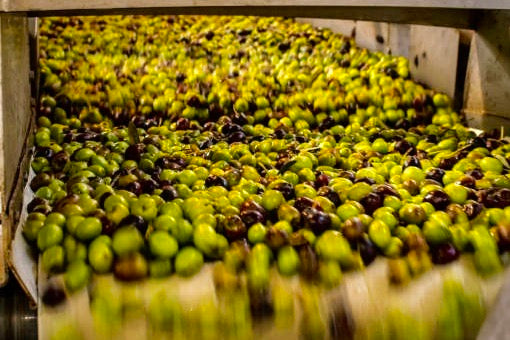The Golden Window: Why Is It So Hard to Get High Quality Olive Oil?
