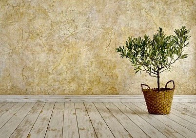 How to Grow an Olive Tree at Home?
