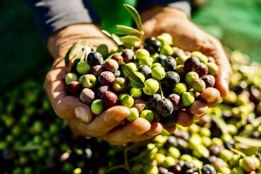 Organic Farming and Organic Olive Oil Production