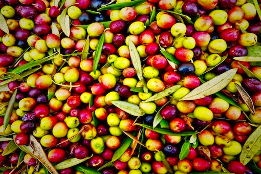 Olive Varieties: What Is Your Olive Oil Made From?