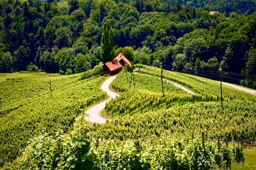 Slovensko vino: Kratka zgodovina vinarstva 